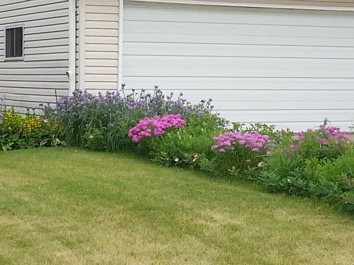 Backyard Wildflower Patch