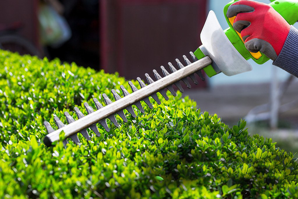 Hedge Trimmer Vs Hedge Shears: Which is Better? - Gardepot