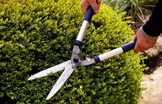 Hedge Trimmer Vs Hedge Shears: Which is Better? - Gardepot