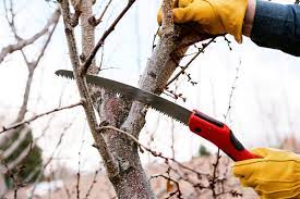 Pruning Saw