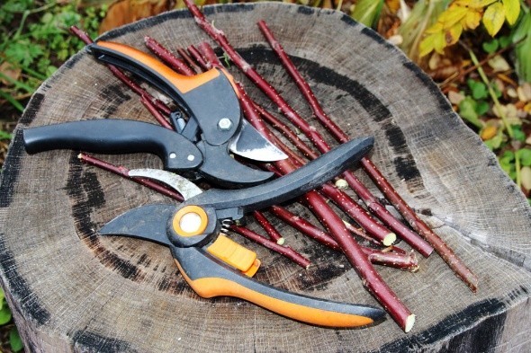 Pruning Shears