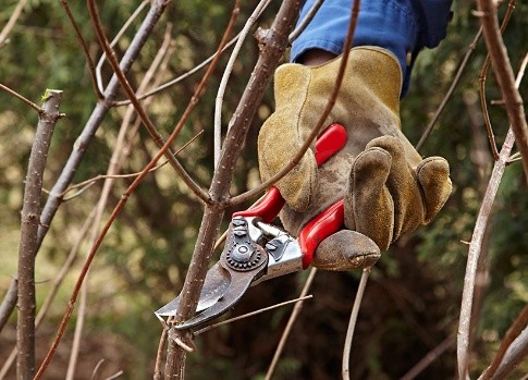 Using Pruning Shears Properly