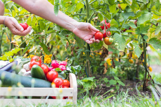 Harvesting in the Garden