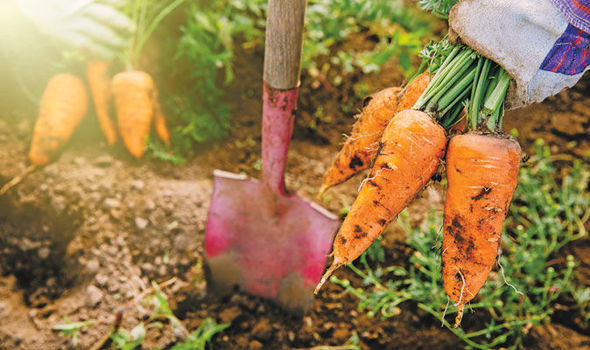 Harvesting in the Garden