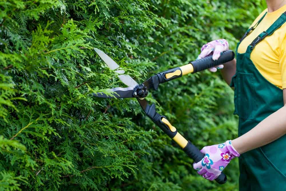 Hedge Pruning