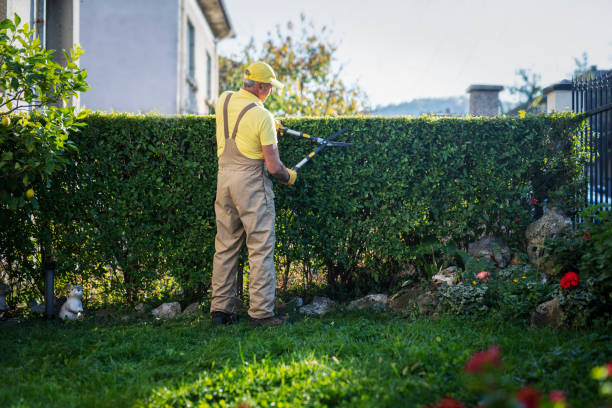 Hedge Pruning