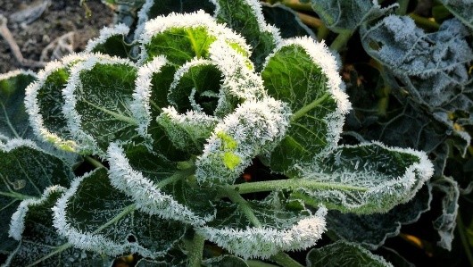 Winter Vegetable
