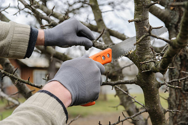 Pruning Saw