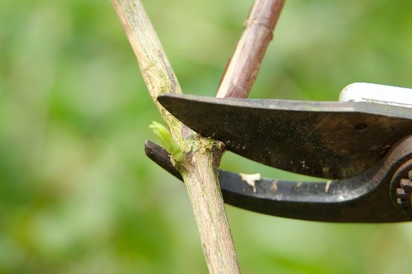 Pruning in Early Spring