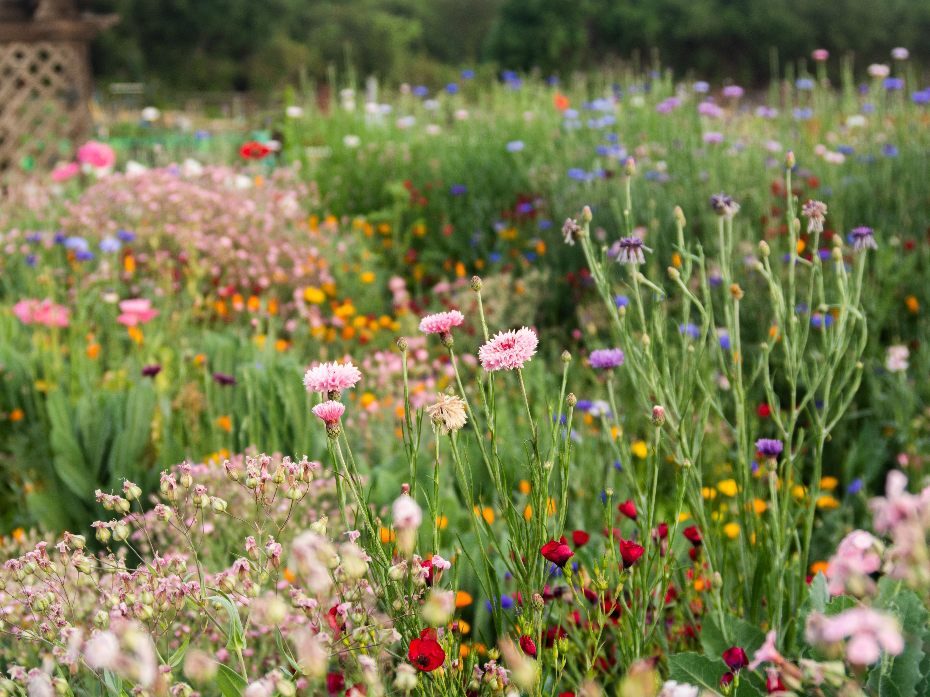 Make Your Backyard Wild Flower Garden - Gardepot