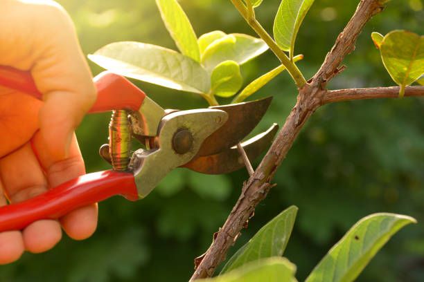 Must-Have Pruning Tools for Gardeners