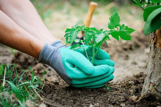 Gardening Gloves Uses – How To Protect Your Hands In The Garden