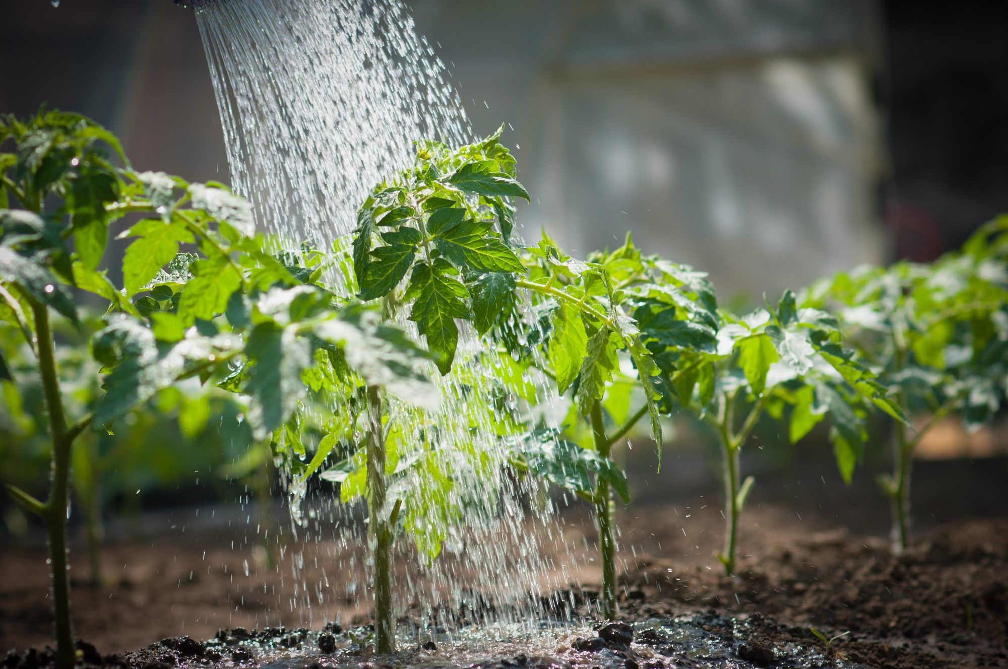 Essential Watering Tools For Beginning Gardeners