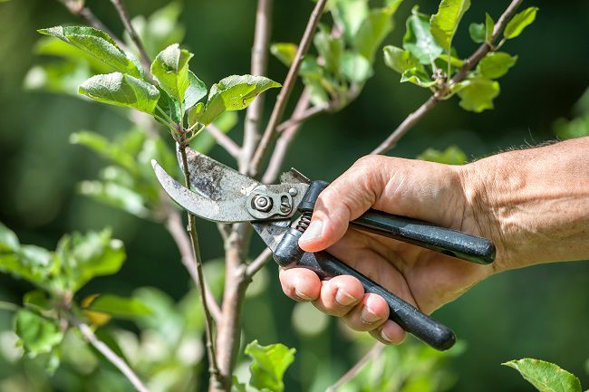Full Guide on Pruning Shears
