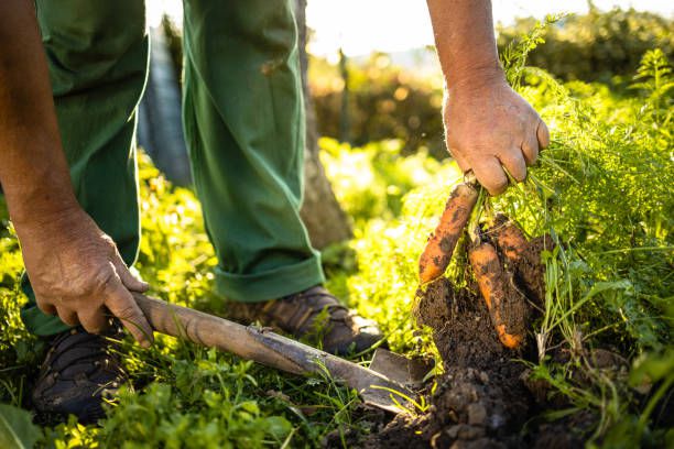 Harvesting Fruits and Vegetables in the Garden
