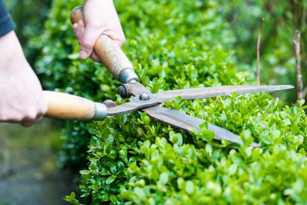 How To Trim Hedges - Guide To Pruning