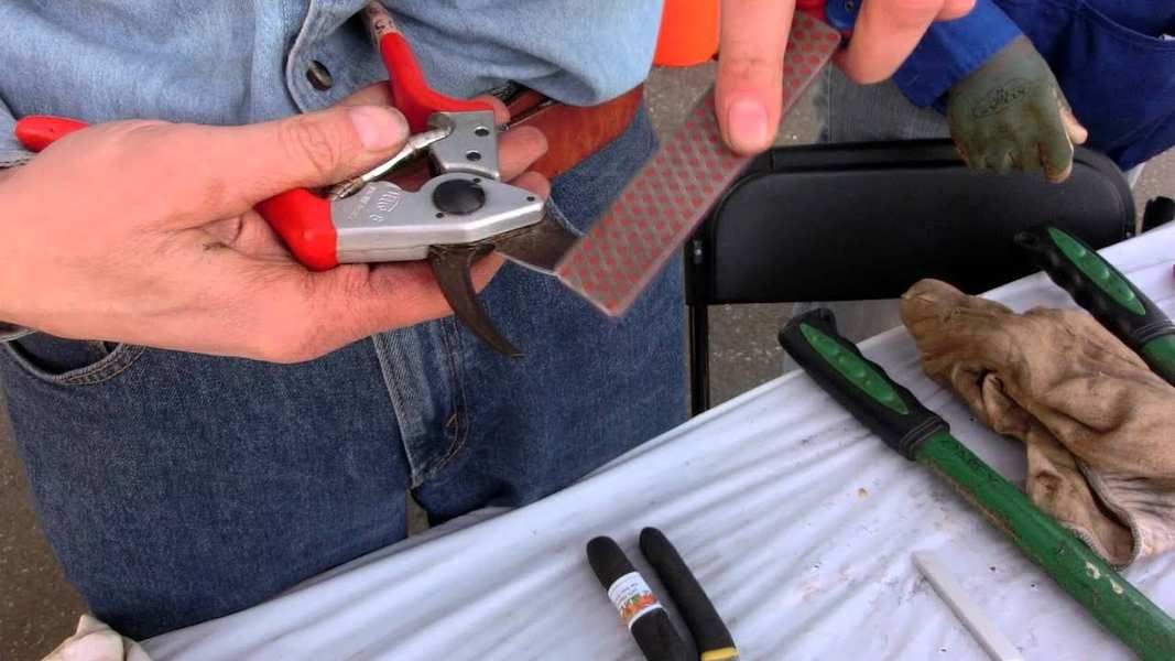 Cleaning and Sharpening Pruning Tools