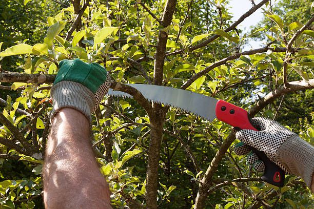 Full Guide: What is a Pruning Saw?
