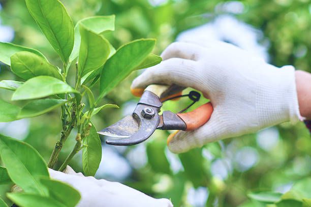 The Importance of Safety When Using Hand Pruning Tools