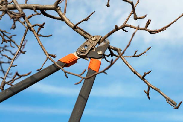 Pruners, Shears, and Loppers: Cutting Tools in Gardening